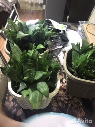 Сансевиерия ханни