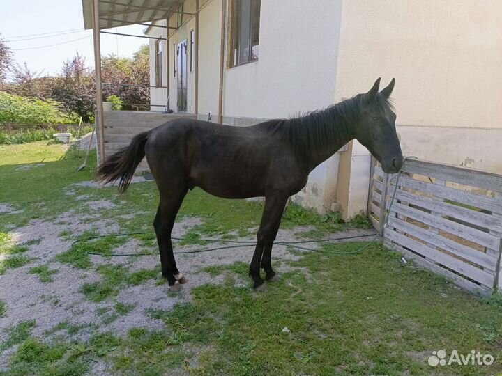 Жеребчик 1 год