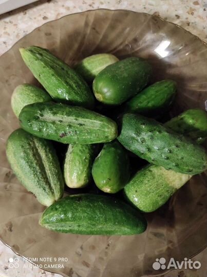 Семена огурцов