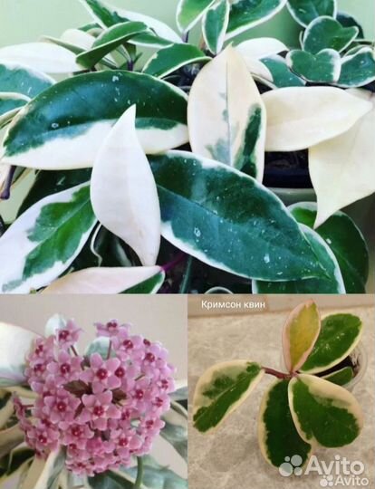 Хойи разные(Часть 1)