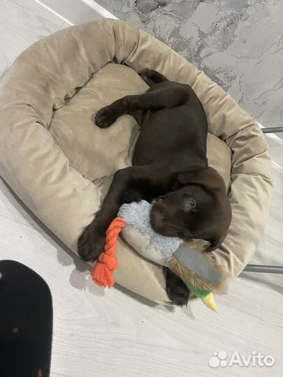 Щенки курцхаара