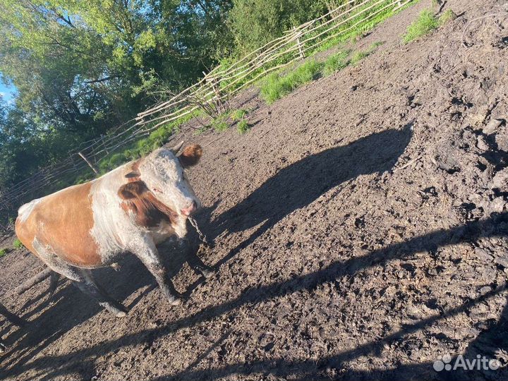 Быки на племя