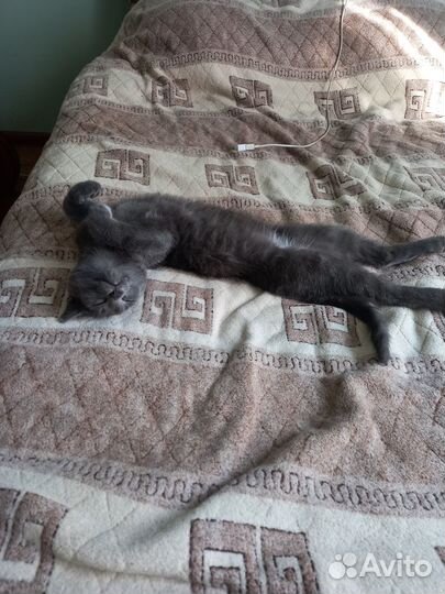 Феликс ищет дом