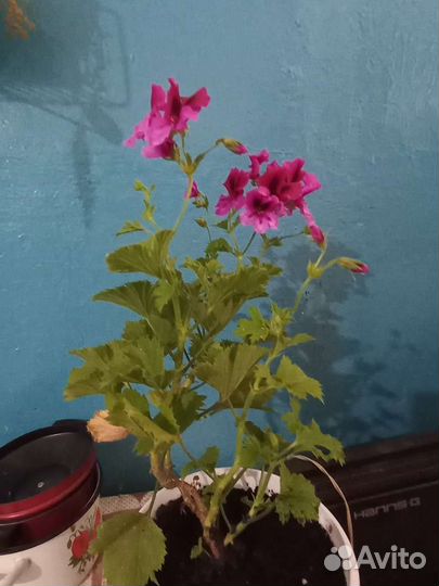 Продам цветы комнатные