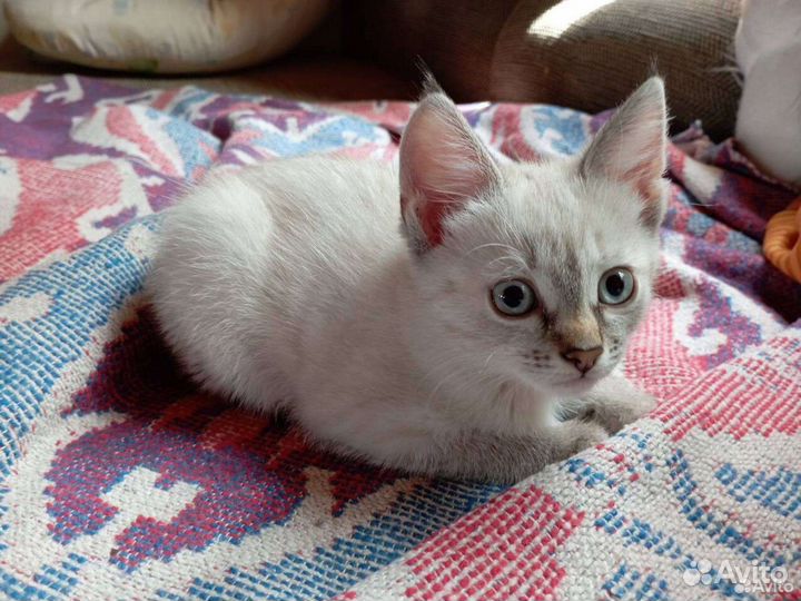 Котёнок 3мес девочка