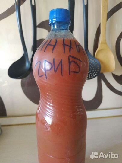 Винный гриб