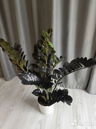 Замиокулькас черный Raven