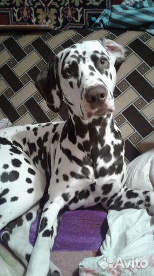 Долматин для вязки. Мальчик 1,5 года