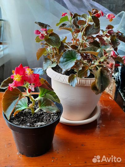 Бегония сортовая, черенки бегонии