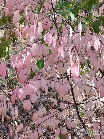 Бересклет крылатый европейский