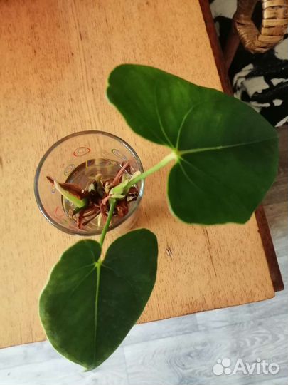 Комнатные цветы отростки