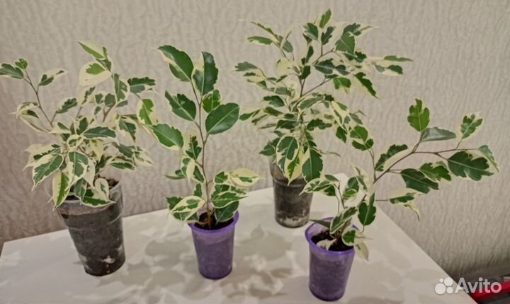 Домашние растения.калатея эухарис фикус фил