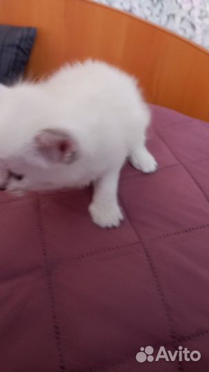 Котятки в добрые руки
