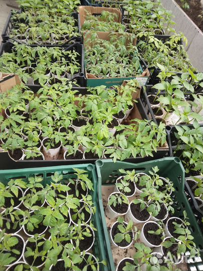 Рассада помидор и перцев