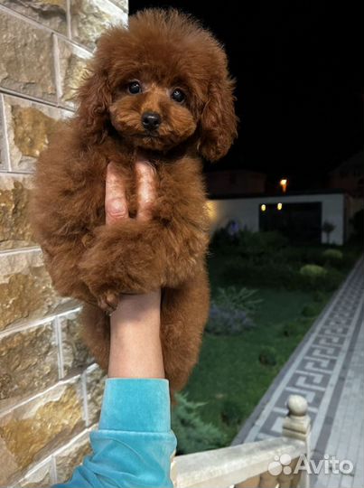 Девочка Той Пудель РКФ