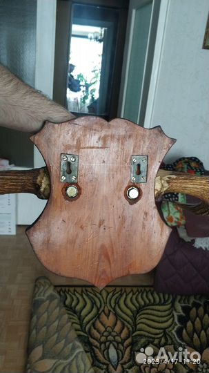 Рога лося и косули на щите