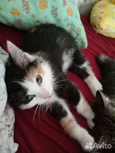 Котята ищут дом