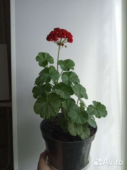 Пеларгония герань