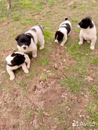 Щенки Алабая