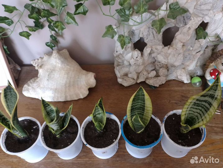 Сансевиерия Футура суперба