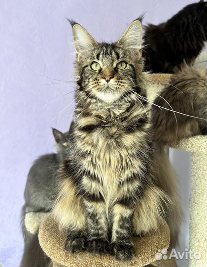 Мейн кун девочка