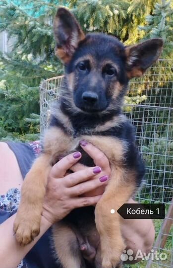 Щенки немецкой овчарки