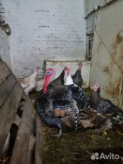 Куры молодки