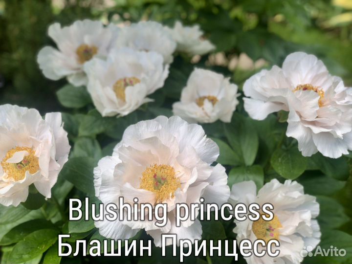 Пионы: жёлтые и другие