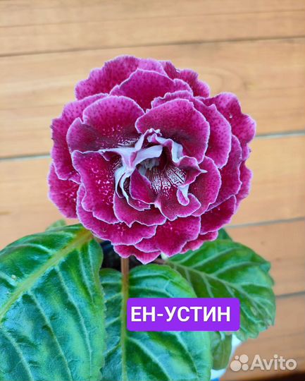 Цветущие сортовые глоксиньи
