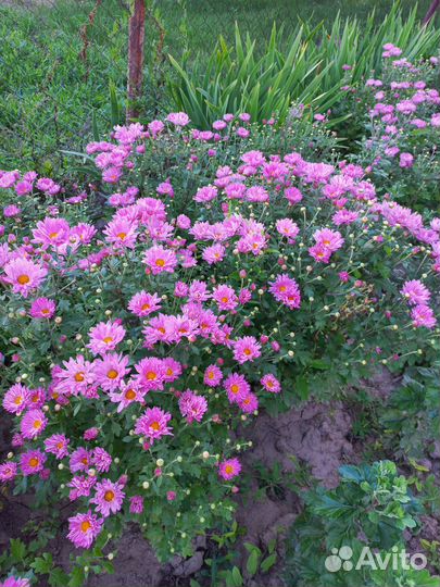 Хризантема огромным кустом