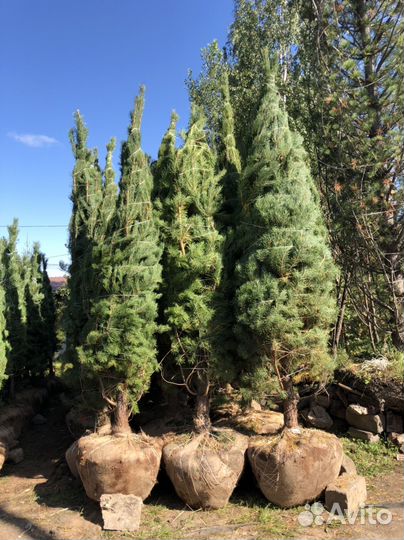 Сосна обыкновенная 4 метра