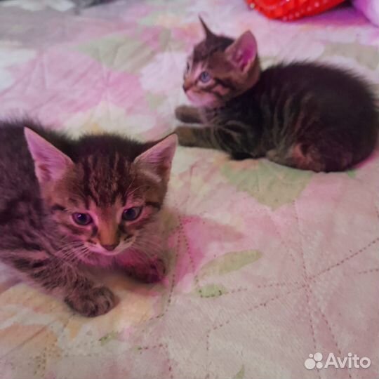 Котята отдам бесплатно