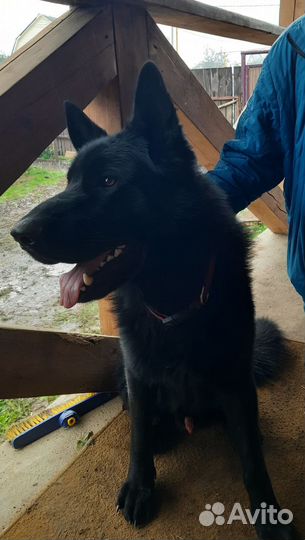 Немецкая овчарка вязка