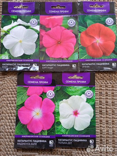 Катарантус рассада