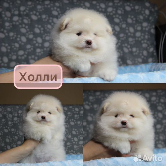 Мальчик и 2 девочки Шпица