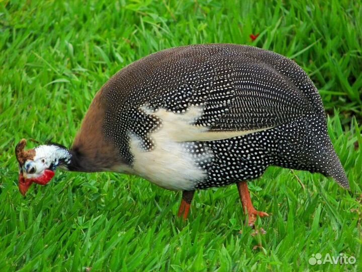 Самец на племя