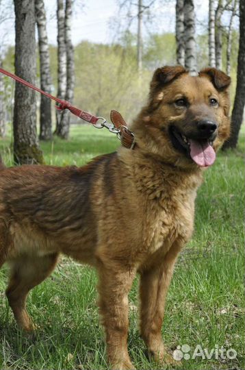 Классный пес страдает в приюте