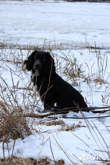 Вязка русский охотничий спаниель