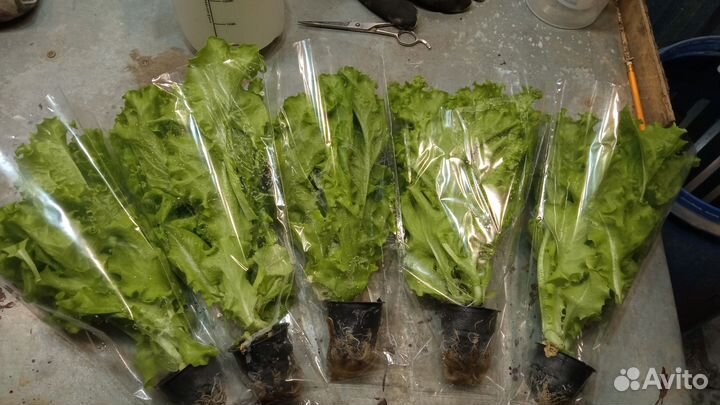 Салат листовой