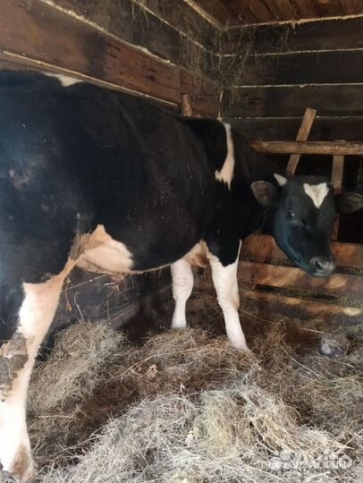 Бык живым весом продать