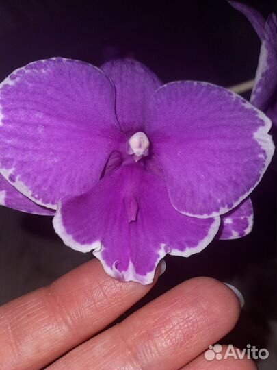 Орхидея цветет