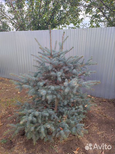 Ель голубая