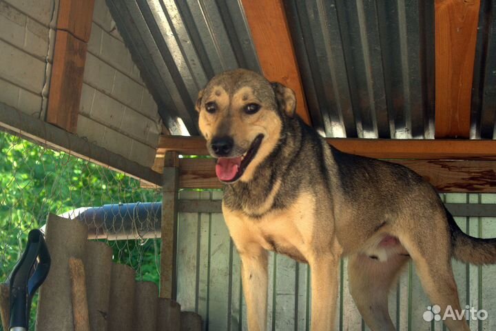 Кобель-кастрат Гром