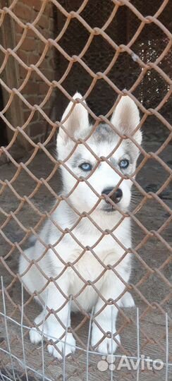 Сибирский хаски