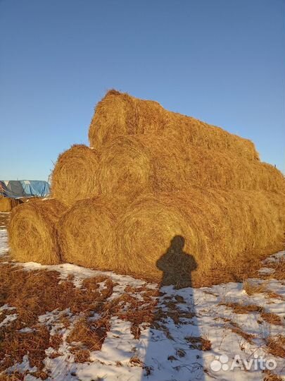 Продам сено в рулонах