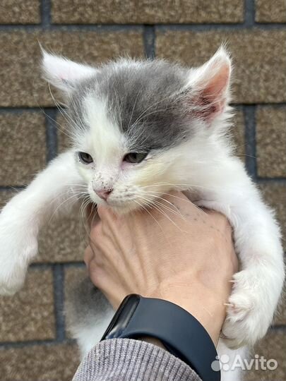 Котята ищут дом