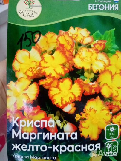 Бегония (клубни)