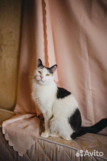 Кошка Ириска