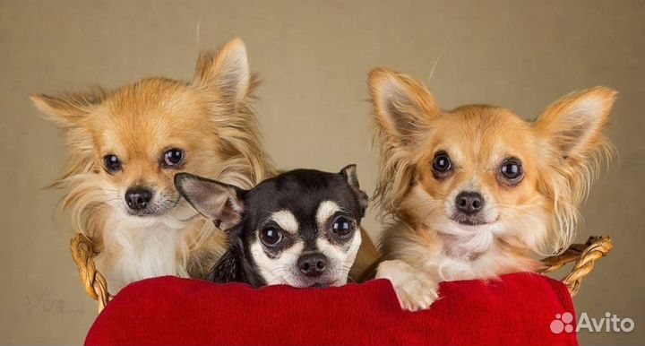 Гостиница для собак. Передержка