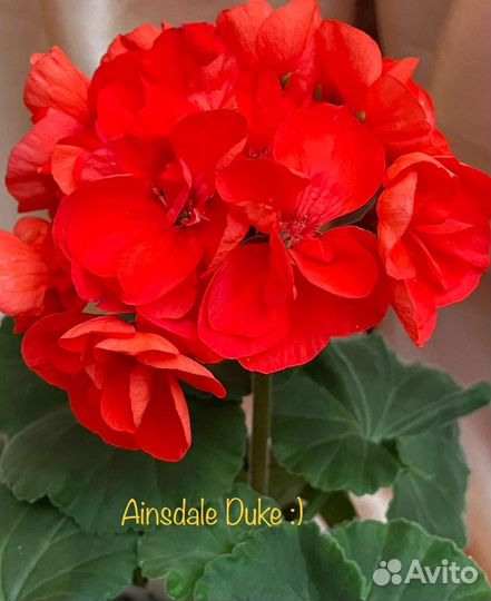 Пеларгония герань